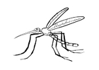 Målarbild mygga