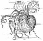 Målarbild nautilus - bläckfisk