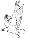 malarbild örn