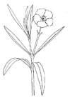 F�rgl�ggningsbilder oleander - blomma