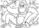 F�rgl�ggningsbilder orangotanger