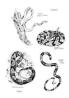 Målarbild ormar