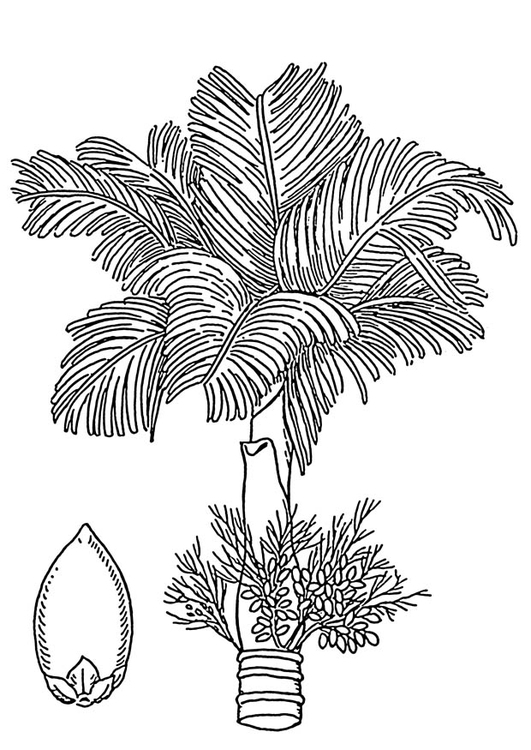 Målarbild palm - betelpalm och betelnÃ¶t