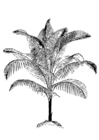 Målarbild palm