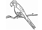 Målarbild papegoja