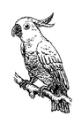 Målarbild papegoja