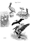 malarbild pelikan