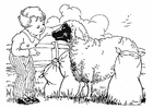 F�rgl�ggningsbilder pojke med får
