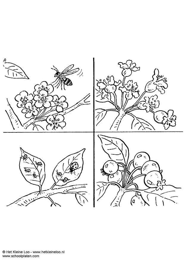 Målarbild pollinera