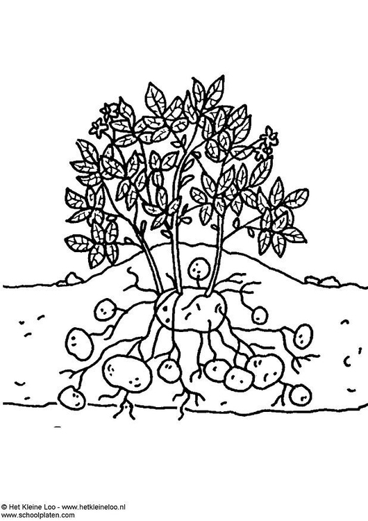 Målarbild potatisplanta