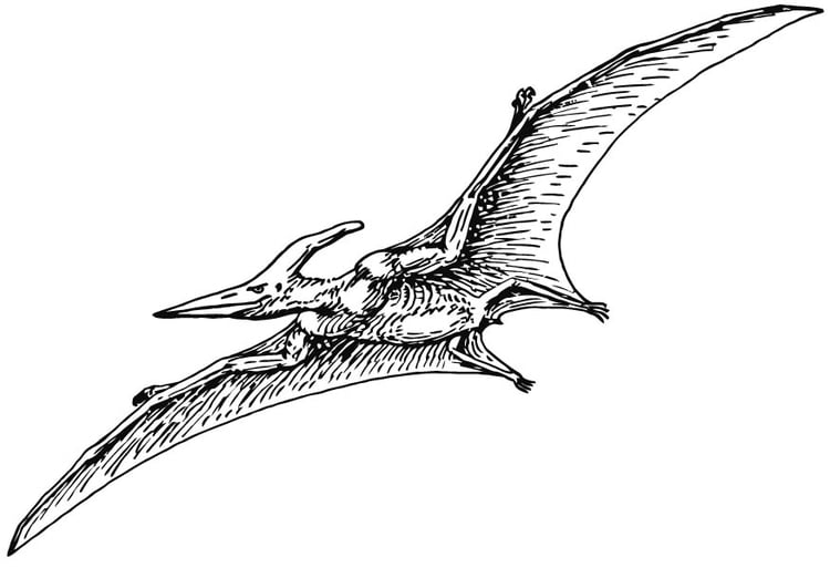 Målarbild Pterodactylus
