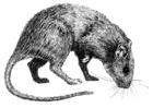 F�rgl�ggningsbilder råtta