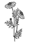 malarbild renfana