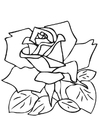 Målarbild ros