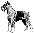 malarbild Schnauzer