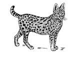 malarbild serval