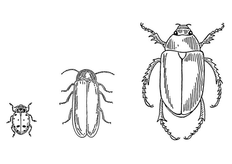 Målarbild skalbaggar