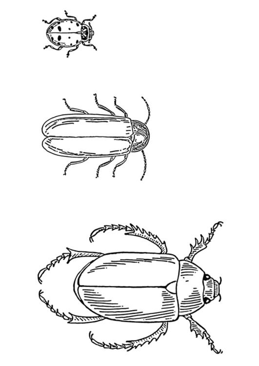 skalbaggar