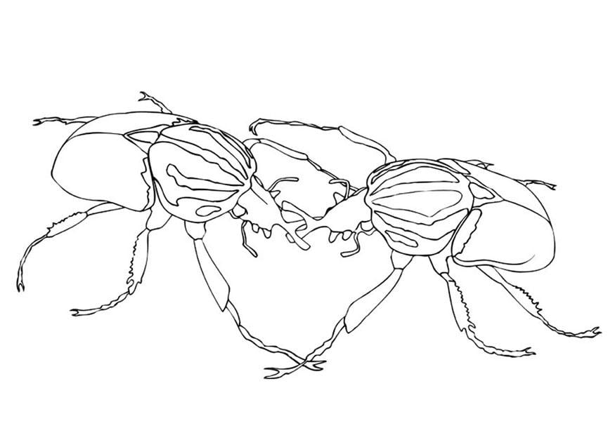 Målarbild skalbaggar som slÃ¥ss