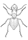 skarabé