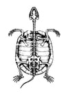 Målarbild skelett av skÃ¶ldpadda