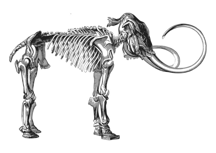 Målarbild skelett mammut