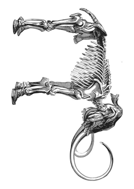 skelett mammut