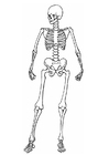 F�rgl�ggningsbilder skelett