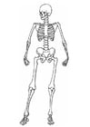 Målarbild skelett