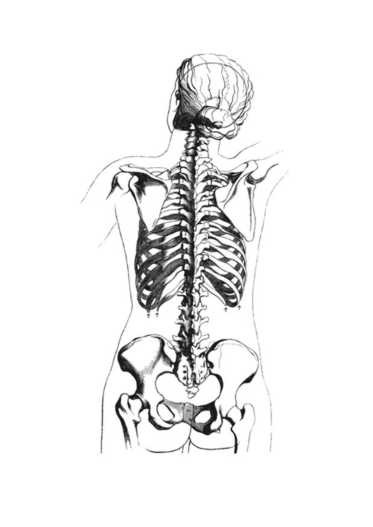 Målarbild skelett sett bakifrÃ¥n