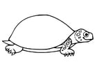 F�rgl�ggningsbilder sköldpadda