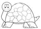 F�rgl�ggningsbilder sköldpadda