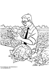 skörd av blomkål