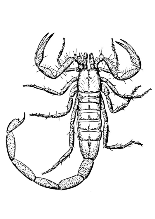 Målarbild skorpion