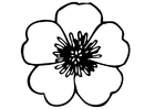 smörblomma