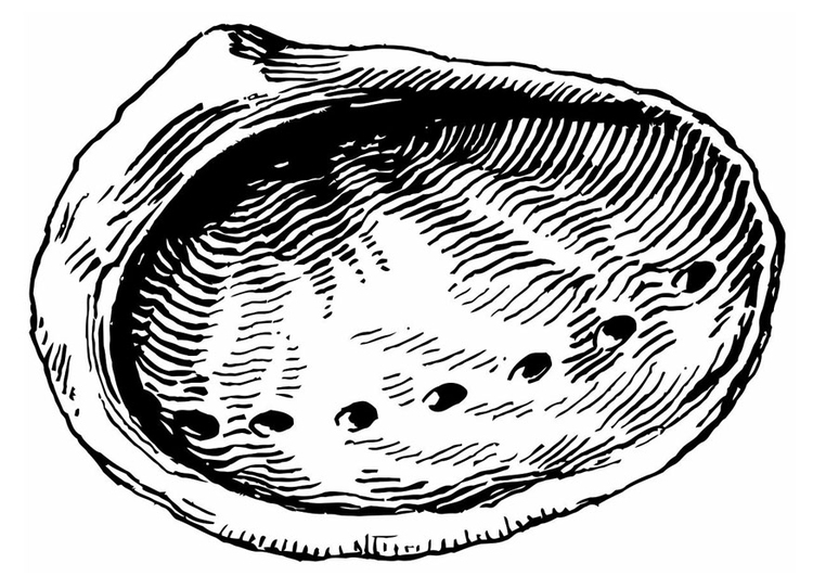 Målarbild snÃ¤cka - abalone