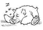 sovande björn