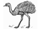 F�rgl�ggningsbilder strutsfågel - nandu
