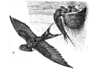 malarbild svala
