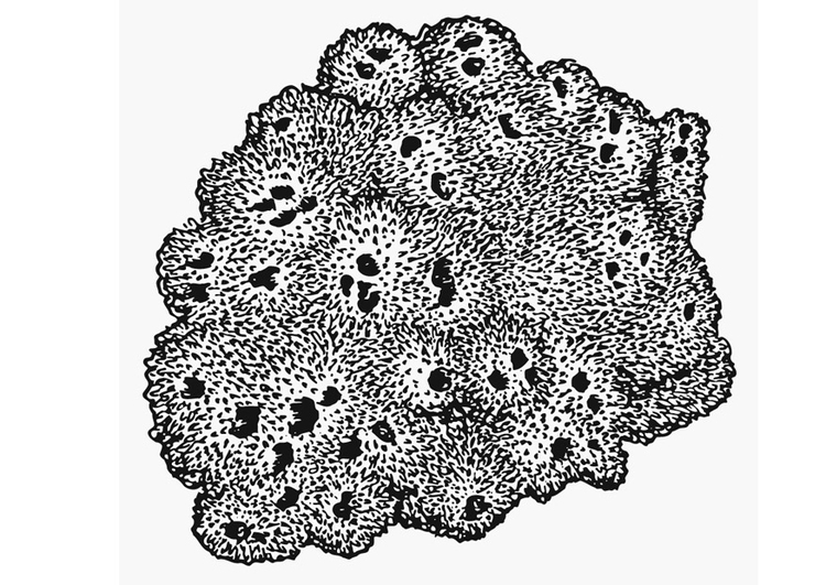 Målarbild svamp