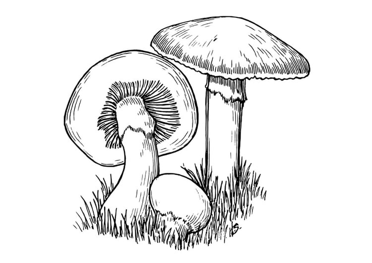Målarbild svampar
