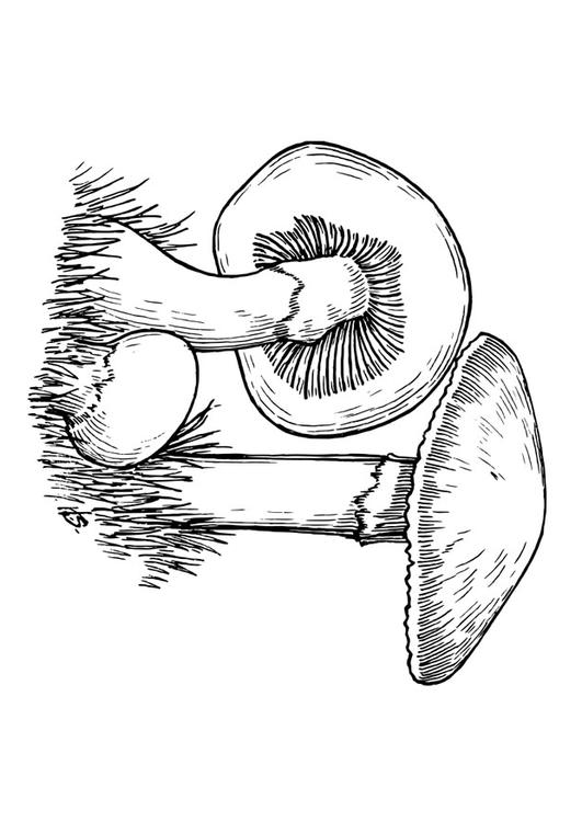 svampar