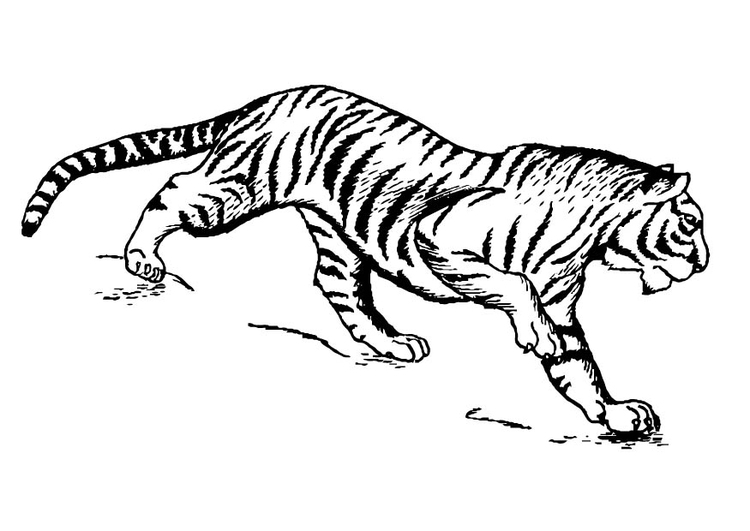 Målarbild tiger
