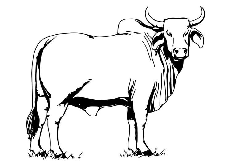 Målarbild tjur - bahman