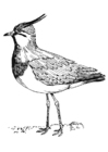 Målarbild tofsvipa