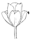Målarbild tulpan