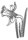 F�rgl�ggningsbilder vild påsklilja