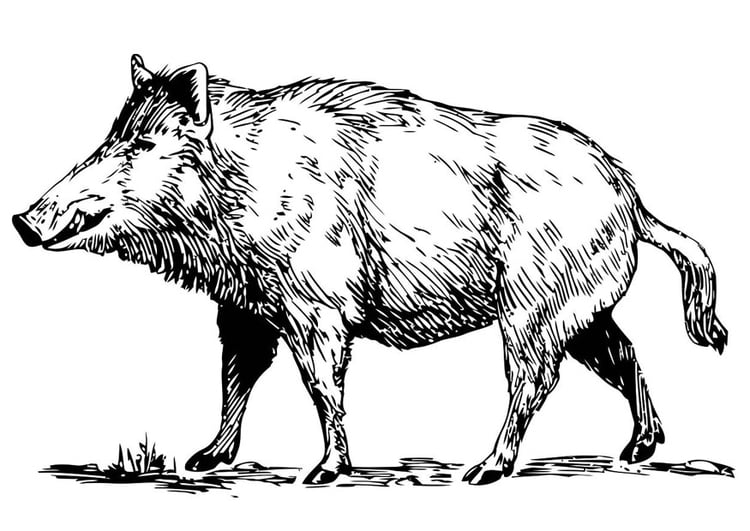 Målarbild vildsvin