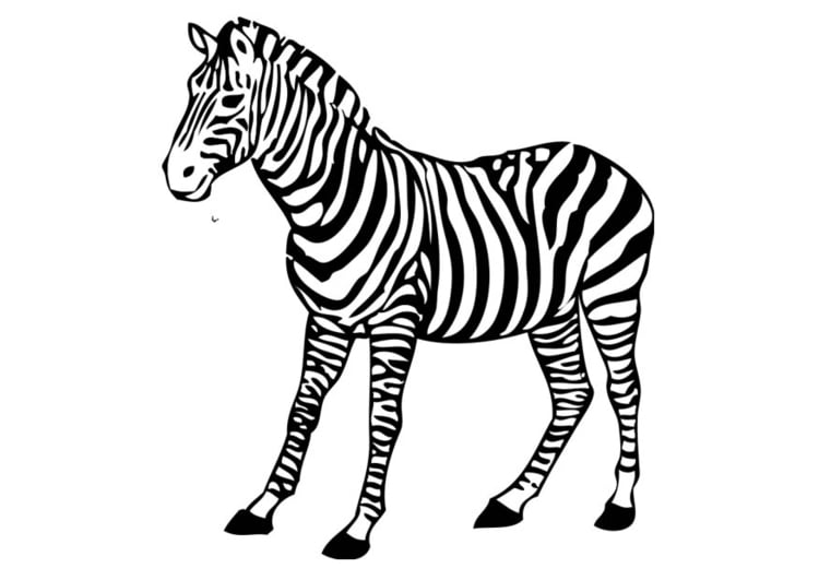 Målarbild zebra