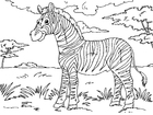 Målarbild zebra